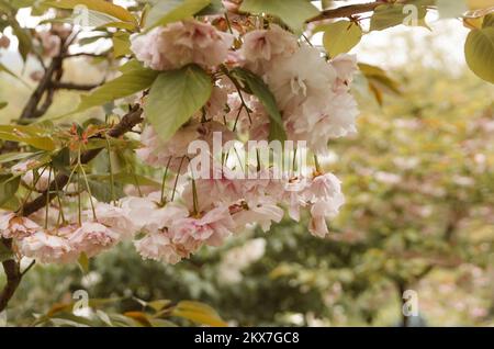 Prunus Serrulata. Fleur de cerisier dans le jardin japonais de Vrnjačka Banja Banque D'Images