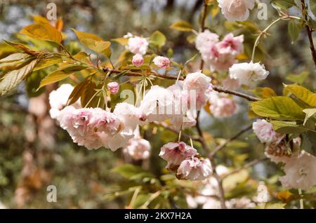Prunus Serrulata. Fleur de cerisier dans le jardin japonais de Vrnjačka Banja Banque D'Images