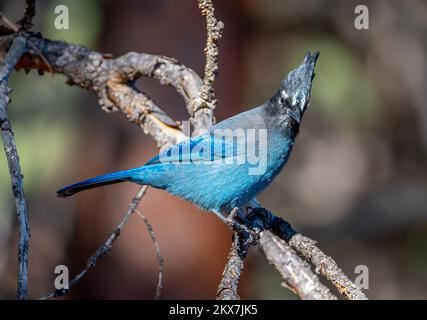 Un magnifique geai de Steller perches sur une branche étudiant le plancher de la forêt sous lui dans une forêt de pins du Colorado de Front Range. Banque D'Images