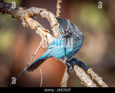 Un magnifique geai de Steller perches sur une branche étudiant le plancher de la forêt sous lui dans une forêt de pins du Colorado de Front Range. Banque D'Images