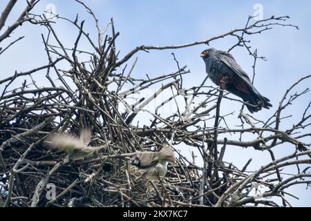 Symbiose complexe d'un seul côté, ou synoïkia. Nid construit par Rok. le faucon à pieds rouges a pris nid du rook et s'est établi le sien. Spanish Sparrow en a profité Banque D'Images