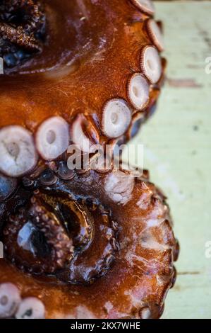 05.08.2018., Zagreb, Croatie - le pieuvre est un mollusque doux à huit limbed de l'ordre des pieuvres. Environ 300 espèces sont reconnues et l'ordre est regroupé dans la classe Cephalopoda avec des calmars, des seiches et des nautiloïdes. Comme les autres céphalopodes, le poulpe est bilatéralement symétrique avec deux yeux et un bec, avec sa bouche au point central des huit membres (traditionnellement appelés 'bras', parfois appelé 'tentacules' à tort). Le corps souple peut rapidement modifier sa forme, ce qui permet aux poulpes de se pincer à travers de petits espaces. Ils suivent leurs huit appendices derrière eux pendant qu'ils nagent. T Banque D'Images