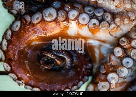 05.08.2018., Zagreb, Croatie - le pieuvre est un mollusque doux à huit limbed de l'ordre des pieuvres. Environ 300 espèces sont reconnues et l'ordre est regroupé dans la classe Cephalopoda avec des calmars, des seiches et des nautiloïdes. Comme les autres céphalopodes, le poulpe est bilatéralement symétrique avec deux yeux et un bec, avec sa bouche au point central des huit membres (traditionnellement appelés 'bras', parfois appelé 'tentacules' à tort). Le corps souple peut rapidement modifier sa forme, ce qui permet aux poulpes de se pincer à travers de petits espaces. Ils suivent leurs huit appendices derrière eux pendant qu'ils nagent. T Banque D'Images