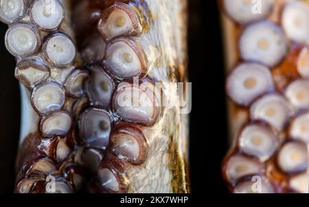 05.08.2018., Zagreb, Croatie - le pieuvre est un mollusque doux à huit limbed de l'ordre des pieuvres. Environ 300 espèces sont reconnues et l'ordre est regroupé dans la classe Cephalopoda avec des calmars, des seiches et des nautiloïdes. Comme les autres céphalopodes, le poulpe est bilatéralement symétrique avec deux yeux et un bec, avec sa bouche au point central des huit membres (traditionnellement appelés 'bras', parfois appelé 'tentacules' à tort). Le corps souple peut rapidement modifier sa forme, ce qui permet aux poulpes de se pincer à travers de petits espaces. Ils suivent leurs huit appendices derrière eux pendant qu'ils nagent. T Banque D'Images