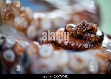 05.08.2018., Zagreb, Croatie - le pieuvre est un mollusque doux à huit limbed de l'ordre des pieuvres. Environ 300 espèces sont reconnues et l'ordre est regroupé dans la classe Cephalopoda avec des calmars, des seiches et des nautiloïdes. Comme les autres céphalopodes, le poulpe est bilatéralement symétrique avec deux yeux et un bec, avec sa bouche au point central des huit membres (traditionnellement appelés 'bras', parfois appelé 'tentacules' à tort). Le corps souple peut rapidement modifier sa forme, ce qui permet aux poulpes de se pincer à travers de petits espaces. Ils suivent leurs huit appendices derrière eux pendant qu'ils nagent. T Banque D'Images