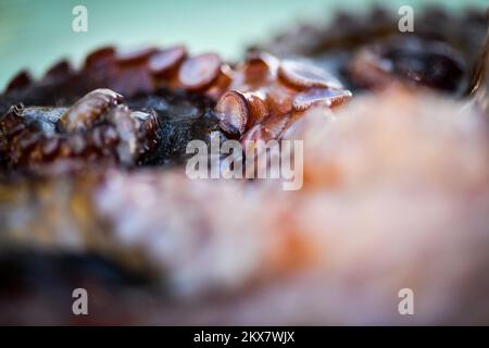 05.08.2018., Zagreb, Croatie - le pieuvre est un mollusque doux à huit limbed de l'ordre des pieuvres. Environ 300 espèces sont reconnues et l'ordre est regroupé dans la classe Cephalopoda avec des calmars, des seiches et des nautiloïdes. Comme les autres céphalopodes, le poulpe est bilatéralement symétrique avec deux yeux et un bec, avec sa bouche au point central des huit membres (traditionnellement appelés 'bras', parfois appelé 'tentacules' à tort). Le corps souple peut rapidement modifier sa forme, ce qui permet aux poulpes de se pincer à travers de petits espaces. Ils suivent leurs huit appendices derrière eux pendant qu'ils nagent. T Banque D'Images