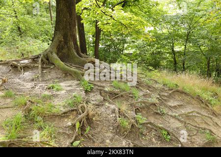 Racines puissantes d'un vieux arbre dans la forêt verte en journée. De magnifiques racines entrelacés d'arbre couvertes d'herbe dans le bois ensoleillé Banque D'Images