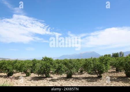 Grenades mûres saines et délicieuses. Bel été avec arbres fruitiers. Rangée d'arbres de grenade avec des fruits mûrs sur des branches vertes Banque D'Images