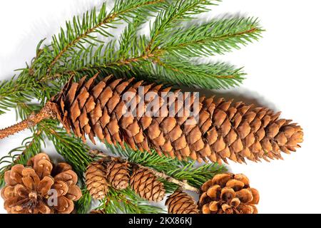Cônes d'épicéa, cônes de mélèze et cônes de pin sur fond blanc Banque D'Images