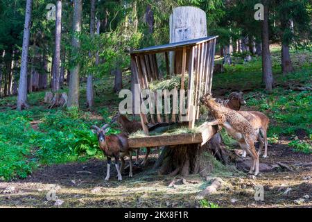 Schwarzau im Gebirge: Mouflon (Ovis gmelini), lieu d'alimentation en enceinte, Parc naturel Falkenstein-Schwarzau im Gebirge à Wiener Alpen, Alpes, Niederöste Banque D'Images