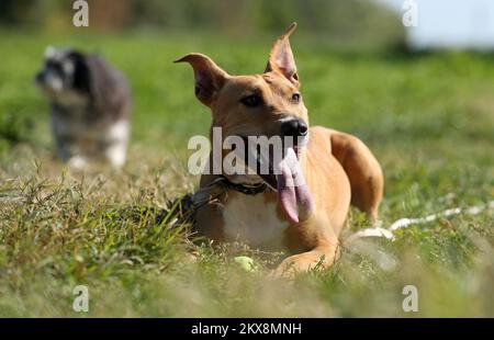 04.10.2018., Zagreb, Croatie - la Journée mondiale de l'animal est une journée d'action reconnue dans le monde entier pour les droits et le bien-être des animaux. Il est célébré le 4 octobre, le jour de fête François d'Assise, le saint patron des animaux. Photo: Igor Kralj/PIXSELL Banque D'Images