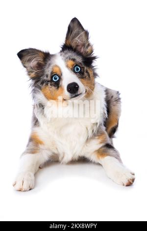 Petit berger australien isolé sur fond blanc Banque D'Images