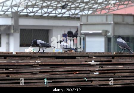 15.10.2018., Zagreb - Crows visitent le marché de Dolac qui est situé dans le centre-ville de Zagreb pour trouver des restes de nourriture laissés du marché. Ces animaux n'ont pas peur des gens et peuvent être vus partout dans la ville. Photo: Sanjin Strukic/PIXSELL Banque D'Images