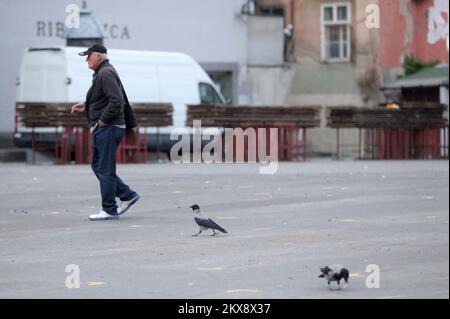 15.10.2018., Zagreb - Crows visitent le marché de Dolac qui est situé dans le centre-ville de Zagreb pour trouver des restes de nourriture laissés du marché. Ces animaux n'ont pas peur des gens et peuvent être vus partout dans la ville. Photo: Sanjin Strukic/PIXSELL Banque D'Images