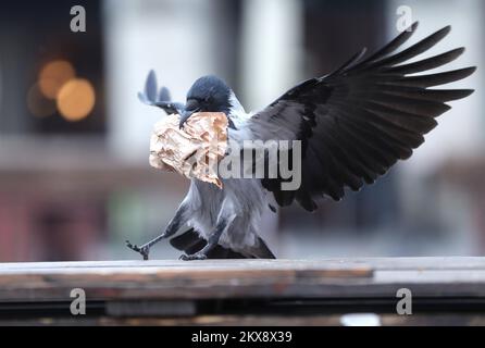 15.10.2018., Zagreb - Crows visitent le marché de Dolac qui est situé dans le centre-ville de Zagreb pour trouver des restes de nourriture laissés du marché. Ces animaux n'ont pas peur des gens et peuvent être vus partout dans la ville. Photo: Sanjin Strukic/PIXSELL Banque D'Images