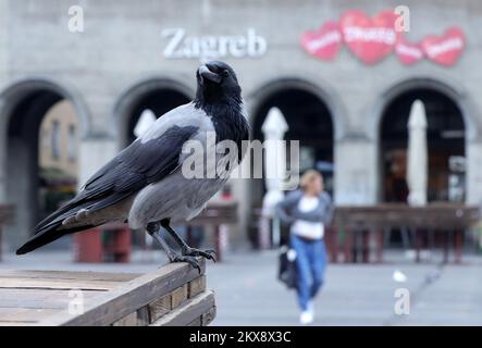 15.10.2018., Zagreb - Crows visitent le marché de Dolac qui est situé dans le centre-ville de Zagreb pour trouver des restes de nourriture laissés du marché. Ces animaux n'ont pas peur des gens et peuvent être vus partout dans la ville. Photo: Sanjin Strukic/PIXSELL Banque D'Images