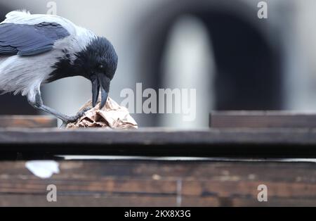 15.10.2018., Zagreb - Crows visitent le marché de Dolac qui est situé dans le centre-ville de Zagreb pour trouver des restes de nourriture laissés du marché. Ces animaux n'ont pas peur des gens et peuvent être vus partout dans la ville. Photo: Sanjin Strukic/PIXSELL Banque D'Images