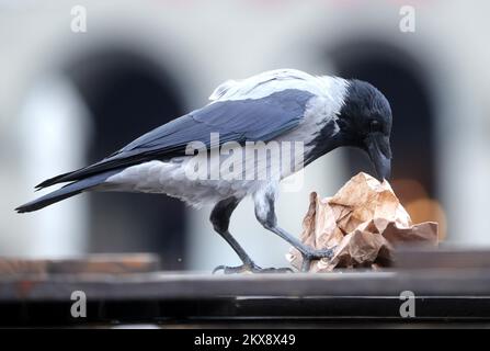 15.10.2018., Zagreb - Crows visitent le marché de Dolac qui est situé dans le centre-ville de Zagreb pour trouver des restes de nourriture laissés du marché. Ces animaux n'ont pas peur des gens et peuvent être vus partout dans la ville. Photo: Sanjin Strukic/PIXSELL Banque D'Images