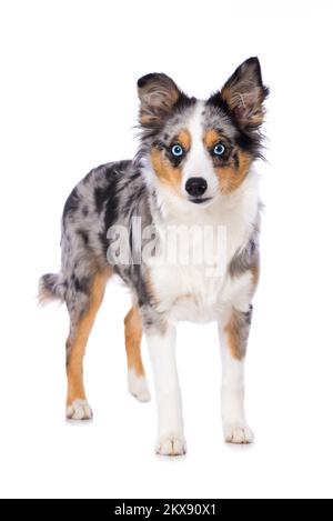 Petit berger australien isolé sur fond blanc Banque D'Images
