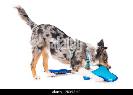 Petit chien de berger australien avec une boule bleue Banque D'Images