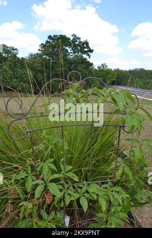 Brazos Bend State Park, Houston, Texas Banque D'Images