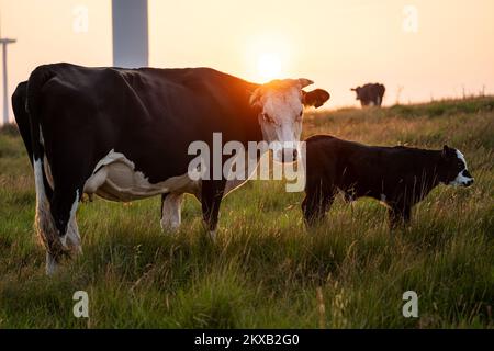 Vache et adorable veau noir et blanc, pâturage au coucher du soleil. Pays de Galles, Royaume-Uni. Banque D'Images