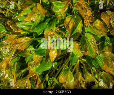 feuilles de plantes humides partiellement flétres, image de gros plan en extérieur, concept de maladie des plantes Banque D'Images