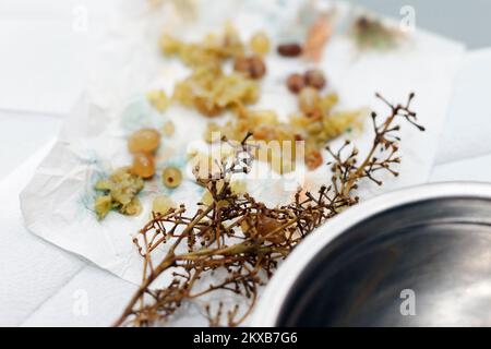 vue latérale d'un bol alimentaire et de restes de raisin, vue de près à l'intérieur Banque D'Images