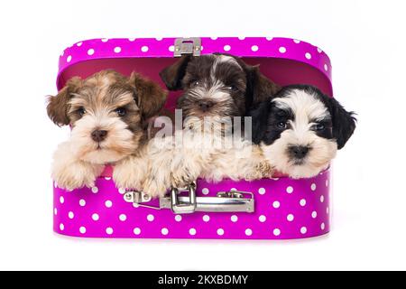 Trois chiots dans une valise rose sur fond blanc Banque D'Images