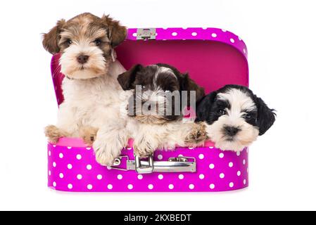 Trois chiots dans une valise rose sur fond blanc Banque D'Images