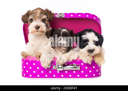 Trois chiots dans une valise rose sur fond blanc Banque D'Images