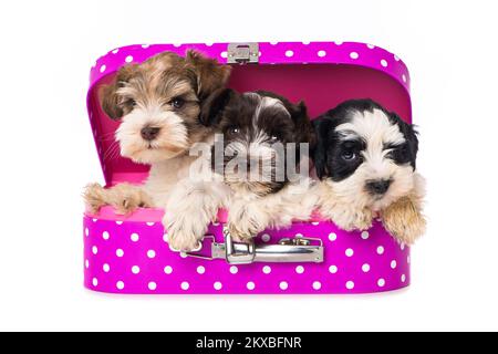 Trois chiots dans une valise rose sur fond blanc Banque D'Images