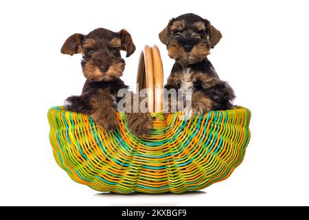 Deux chiots en peluche dans un panier coloré sur fond blanc Banque D'Images