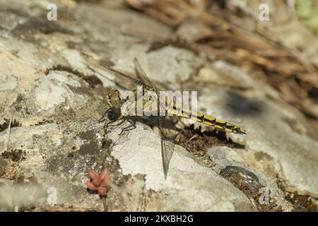 Gros plan détaillé sur une libellule de skimmer femelle, Orthetrum coerulescens, assise sur une pierre Banque D'Images