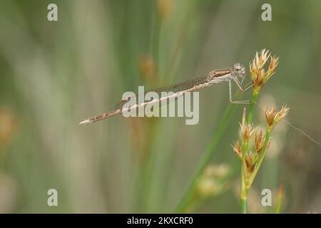 Gros plan naturel sur une femelle d'hiver commune damselfly, Sympecma fusca assis dans la végétation Banque D'Images