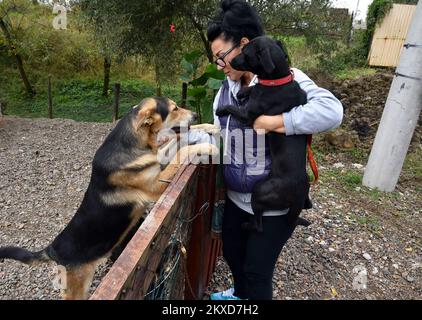 03.10.2019., Bosnie-Herzégovine, Bosanski Brod - volontaire Spomenka Milkanovic de Bosanski Brod s'occupe actuellement de 30 chiens et 18 chats. L'un de ses chiens est un mâle de race mixte Lesi sauvé par un volontaire de la décharge de la ville il y a quelques jours. Au même taudis, Lesi trouva un chaton épuisé et affamé Tom et l'amena à l'abri dans ses dents et l'a laissé tomber à côté d'un canister avec de la nourriture pour chien. Lesi est très protecteur d'un chaton, joue avec lui et le porte partout. Tom a besoin d'aide vétérinaire parce qu'il a une inflammation sévère des yeux, a commencé à manger, et c'est un bon SIG Banque D'Images