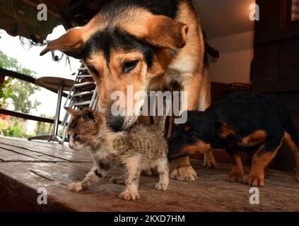 03.10.2019., Bosnie-Herzégovine, Bosanski Brod - volontaire Spomenka Milkanovic de Bosanski Brod s'occupe actuellement de 30 chiens et 18 chats. L'un de ses chiens est un mâle de race mixte Lesi sauvé par un volontaire de la décharge de la ville il y a quelques jours. Au même taudis, Lesi trouva un chaton épuisé et affamé Tom et l'amena à l'abri dans ses dents et l'a laissé tomber à côté d'un canister avec de la nourriture pour chien. Lesi est très protecteur d'un chaton, joue avec lui et le porte partout. Tom a besoin d'aide vétérinaire parce qu'il a une inflammation sévère des yeux, a commencé à manger, et c'est un bon SIG Banque D'Images