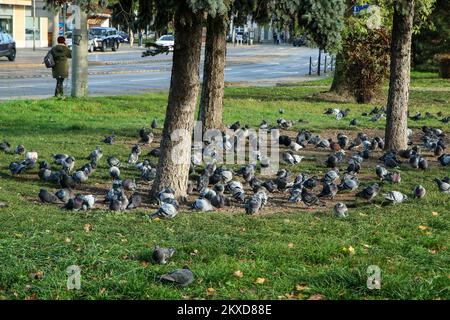 Le grand groupe de pigeons nichant sur le sol sous les arbres dans le centre-ville. Banque D'Images