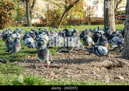 Le grand groupe de pigeons nichant sur le sol sous les arbres dans le centre-ville. Banque D'Images