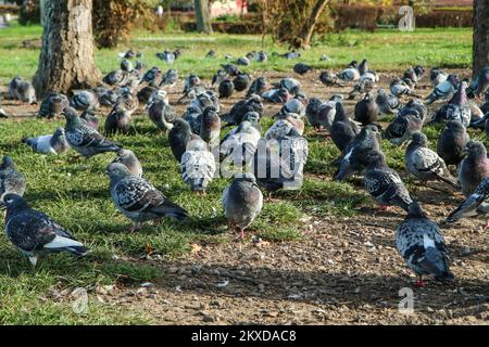 Le grand groupe de pigeons nichant sur le sol sous les arbres dans le centre-ville. Banque D'Images