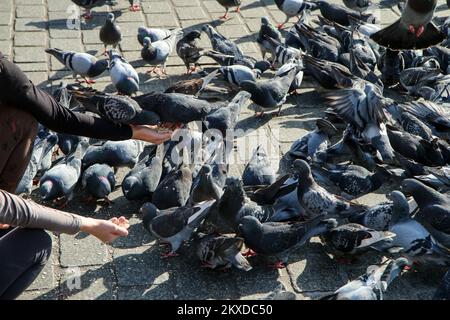 Le détail de deux mains de personnes nourrissant les pigeons dans le centre-ville. Un grand troupeau est sous eux, certains sont debout sur les mains. Banque D'Images