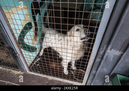 19.12.2019., Croatie, Zagreb - l'ancien commando Royal Marines et fondateur de la charité de Nowzad Dogs Pen Farthing, vainqueur du prestigieux Prix des héros CNN en 2014, est venu à Zagreb seulement pour amener le chien Ares à un soldat croate, Qui s'est lié avec un chien en mission en Afghanistan quand Ares n'avait qu'un mois. La campagne pour l'arrivée d'Ares en Croatie a été lancée par l'organisation internationale Nozwad, et de nombreux donateurs ont aidé à recueillir plus de 33 000 000 HRK (environ 4 500 euros) pour déplacer le mélange de sang de joyeux d'Afghanistan à Zagreb. Photo: Robert Anic/PIXSELL Banque D'Images