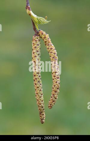 Bouleau argenté / bouleau verrucosa / bouleau blanc européen (Betula pendula / Betula verrucosa) gros plan des chatons mâles au printemps Banque D'Images