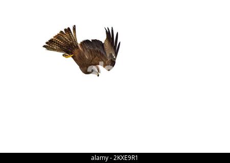 Cerf-volant noir (Milvus migrans) en vol, qui descend pour attraper des poissons du lac avec ses talons Banque D'Images