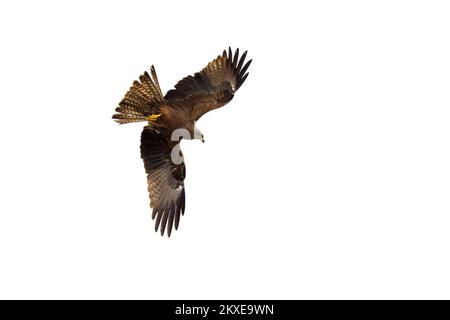 Cerf-volant noir (Milvus migrans) en vol, qui descend pour attraper des poissons du lac avec ses talons Banque D'Images