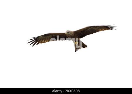 Cerf-volant noir (Milvus migrans) en vol, qui s'envolent sur fond blanc Banque D'Images