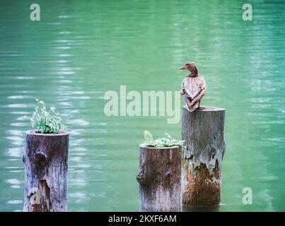 Canard sauvage malard femelle assis sur une souche de bois au-dessus de l'eau sur un lac. Banque D'Images