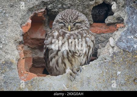 Petit hibou Athene noctua dormant dans un trou d'un mur dans une maison abandonnée au crépuscule dans le sud de l'Europe Banque D'Images