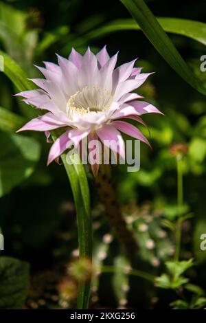 24.05.2020.., Pula, Croatie - le genre Echinopsis de cactus comprend des dizaines d'espèces d'Amérique du Sud. Ce groupe comprend de grands cactus columnaires qui étaient auparavant du genre Trichocereus, ainsi que les espèces à fleurs journalières plus petites qui étaient auparavant classées dans le genre Lobivia. Le grand cactus columnaire est beau, mais il est beaucoup trop grand pour la culture intérieure, de sorte que seules les espèces à fleurs de jour plus petites sont cultivées à l'intérieur et sont maintenant classées dans le genre Echinopsis. Ce sont de petits cactus ronds avec des épines vives et des fleurs très colorées. Une hybridation complète a été effectuée Banque D'Images