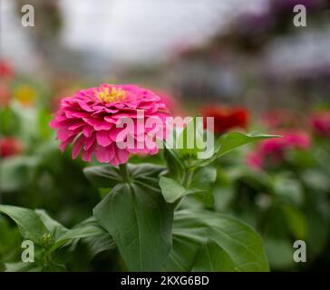 Pink Zinnia dans une serre Banque D'Images